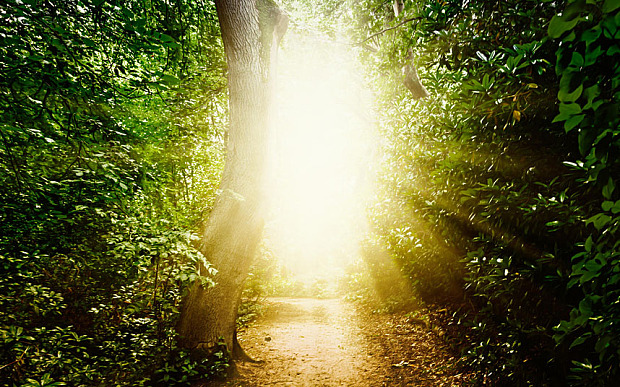 Forest path in the woods