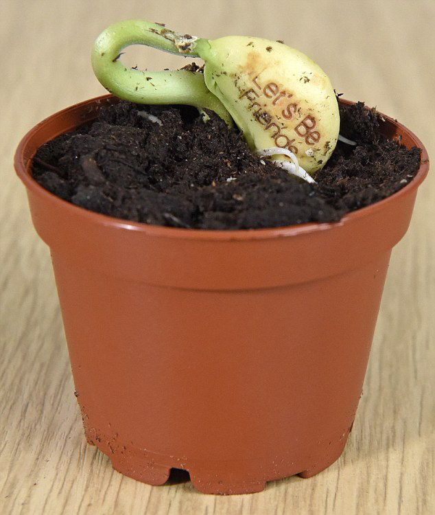 Tự tay trồng hạt đậu “mầm tình” - món quà đầy bất ngờ, thú vị - 5