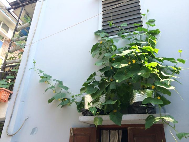 Vườn ban công 1.5m2 cho rau mơn mởn, dưa chuột 0.7 kg - 13