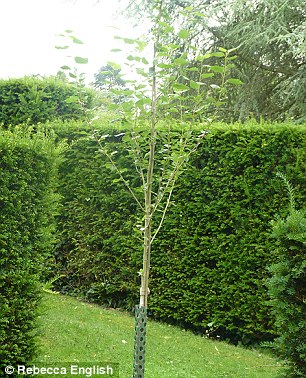 Thái tử Anh xây túp lều trăm triệu cho hoàng tử bé chơi đùa - 5