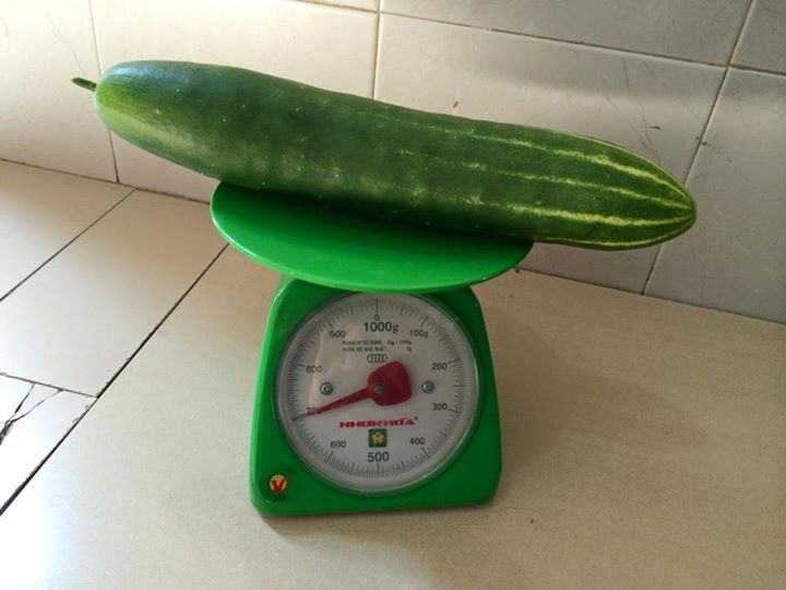 Vườn ban công 1.5m2 cho rau mơn mởn, dưa chuột 0.7 kg - 17