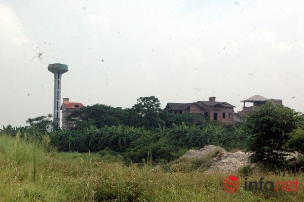 "Rừng tái sinh” bao phủ những ngôi biệt thự tiền tỷ ở Thủ đô - 2