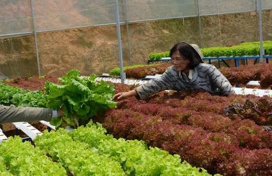 Cận cảnh vườn rau thủy canh bạc tỉ ở Đà Lạt - 11