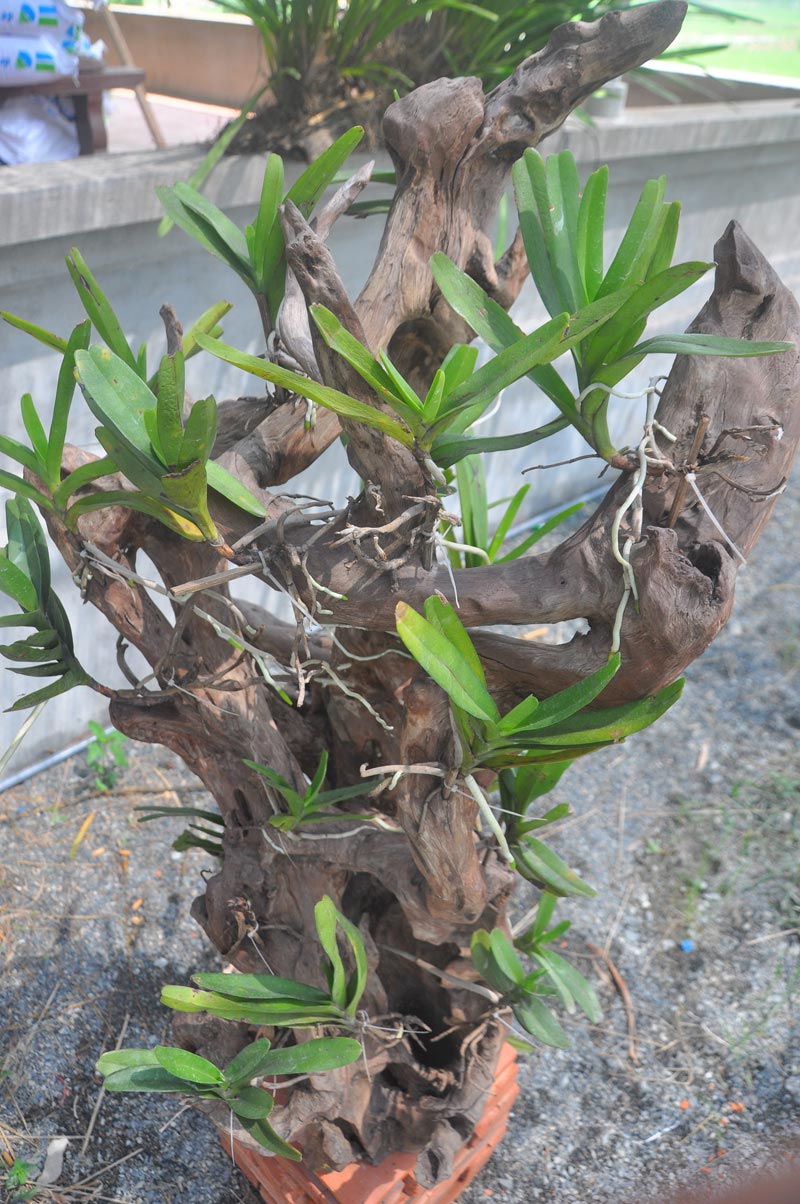 Chiêm ngưỡng vườn lan rừng tiền tỷ giữa Thủ đô - 3