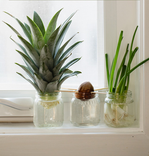 Tập trồng hành lá, dứa, bơ đơn giản trong cốc tại nhà - 7