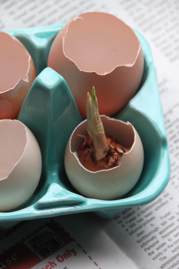 “Thiên biến vạn hóa” đồ vật quanh nhà để... gieo hạt, trồng cây - 7