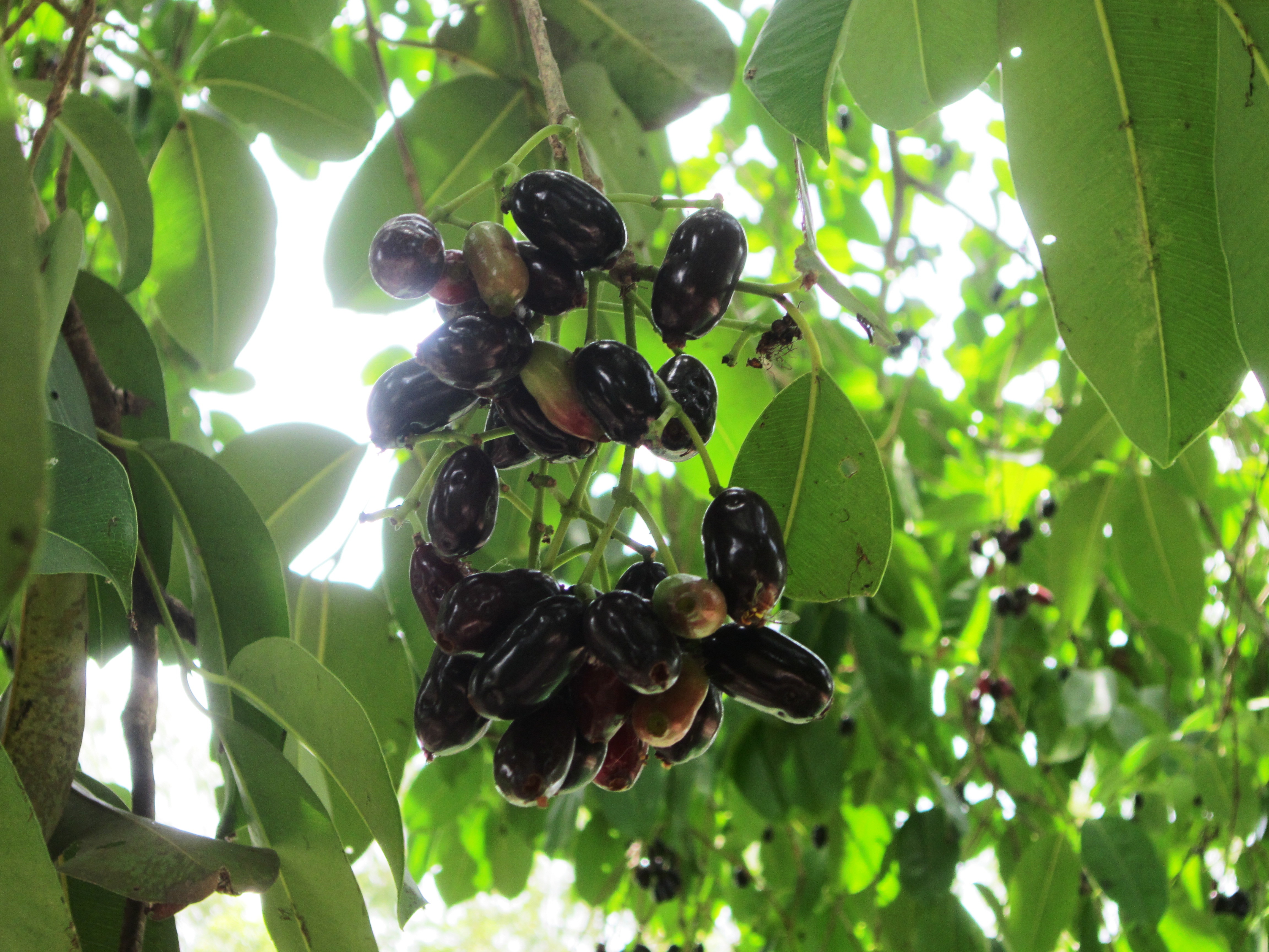 Quả lạ núi rừng tràn xuống phố "lấy lòng" chị em - 7