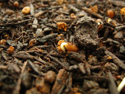 Trồng rau muống từ hạt lên mơn mởn trong thùng xốp - 6