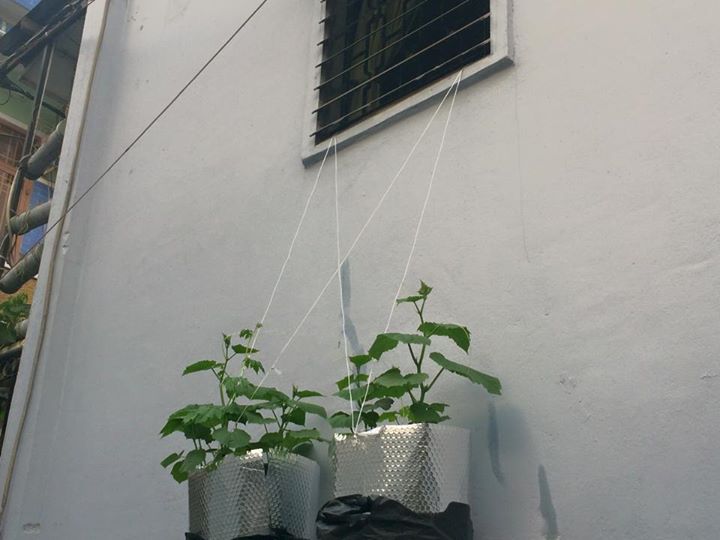 Vườn ban công 1.5m2 cho rau mơn mởn, dưa chuột 0.7 kg - 12