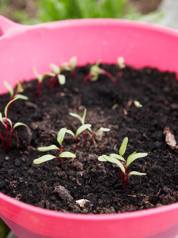 “Thiên biến vạn hóa” đồ vật quanh nhà để... gieo hạt, trồng cây - 8