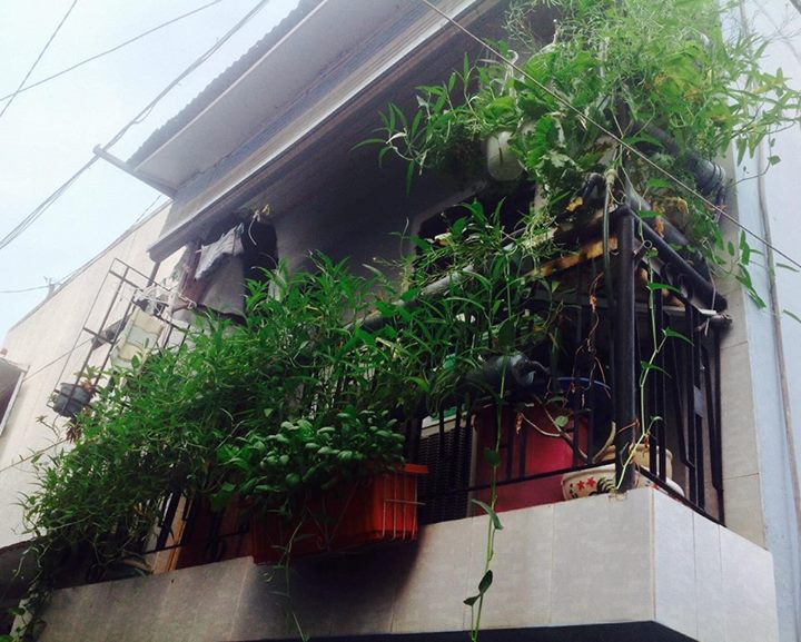 Vườn ban công 1.5m2 cho rau mơn mởn, dưa chuột 0.7 kg - 1