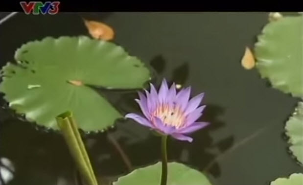 Vườn của mẹ trồng sen và súng giữa lòng TP.HCM - 3