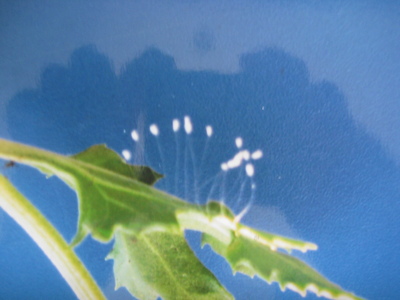 2011_3_24_img_4248--ss