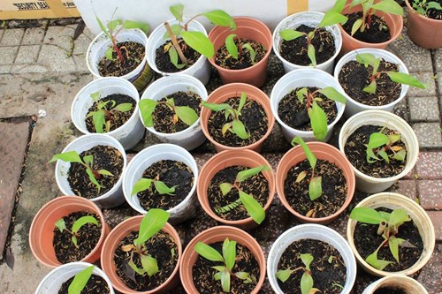 Chuối tím hồng độc lạ "sốt xình xịch" thị trường Việt - 6