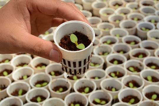 Cận cảnh vườn rau thủy canh bạc tỉ ở Đà Lạt - 2