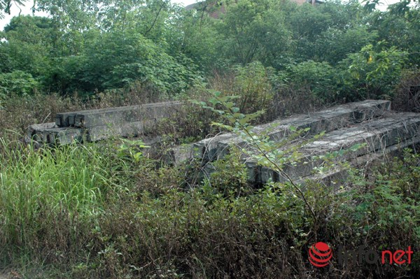 "Rừng tái sinh” bao phủ những ngôi biệt thự tiền tỷ ở Thủ đô - 14