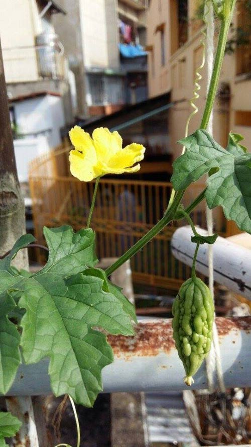 TP.HCM: Cô giáo mầm non hăng hái làm nông dân tại nhà - 5