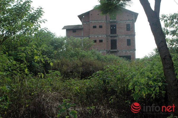 "Rừng tái sinh” bao phủ những ngôi biệt thự tiền tỷ ở Thủ đô - 4