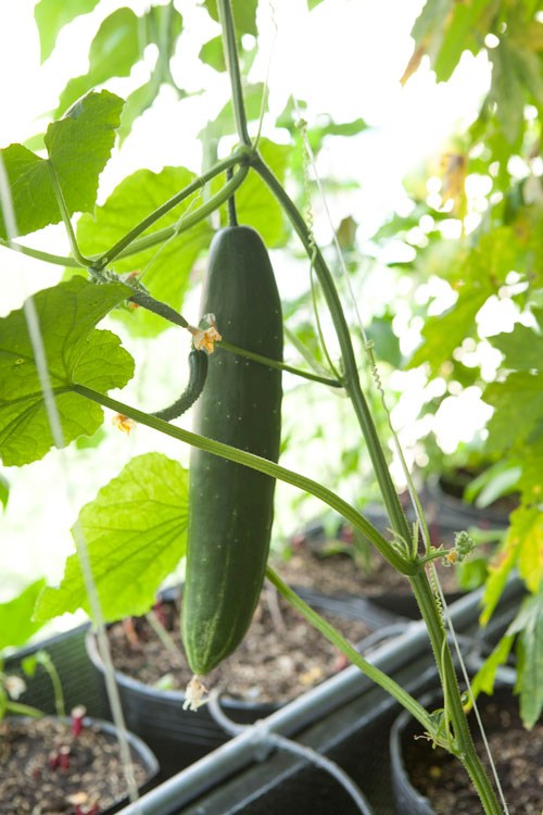 TP.HCM: Văn phòng cho nhân viên thỏa thuê trồng rau sạch - 11