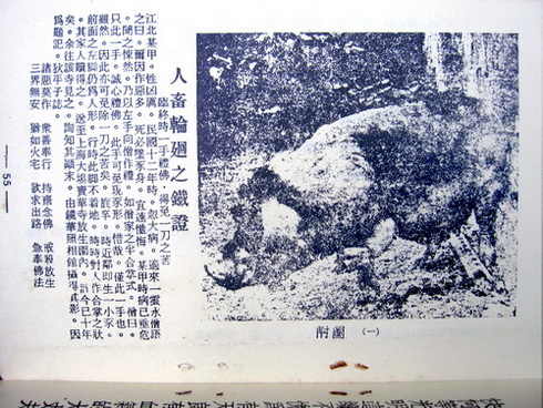 Thời kỳ Dân Quốc có một câu chuyện về một người chuyên làm điều ác bị luân hồi chuyển sinh thành lợn được các phương tiện truyền thông đưa tin. ( Hình ảnh Network)