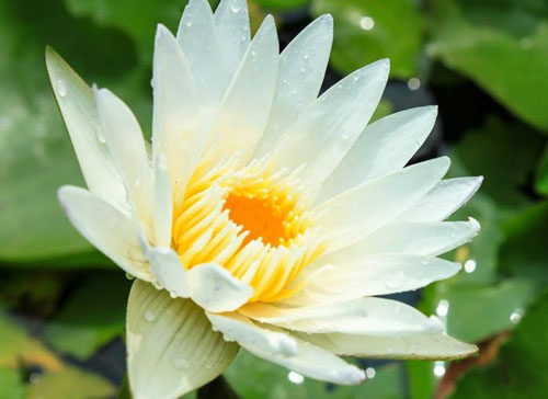 Hoa súng Thái nhiều màu lên ngôi mùa hè này - 2