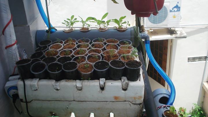 Vườn ban công 1.5m2 cho rau mơn mởn, dưa chuột 0.7 kg - 3