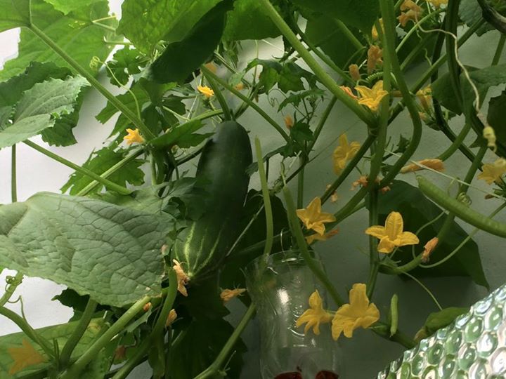 Vườn ban công 1.5m2 cho rau mơn mởn, dưa chuột 0.7 kg - 15