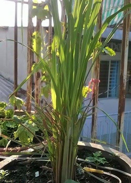 TP.HCM: Cô giáo mầm non hăng hái làm nông dân tại nhà - 9