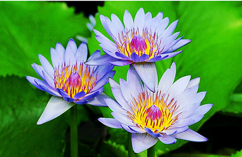 Hoa súng Thái nhiều màu lên ngôi mùa hè này - 10