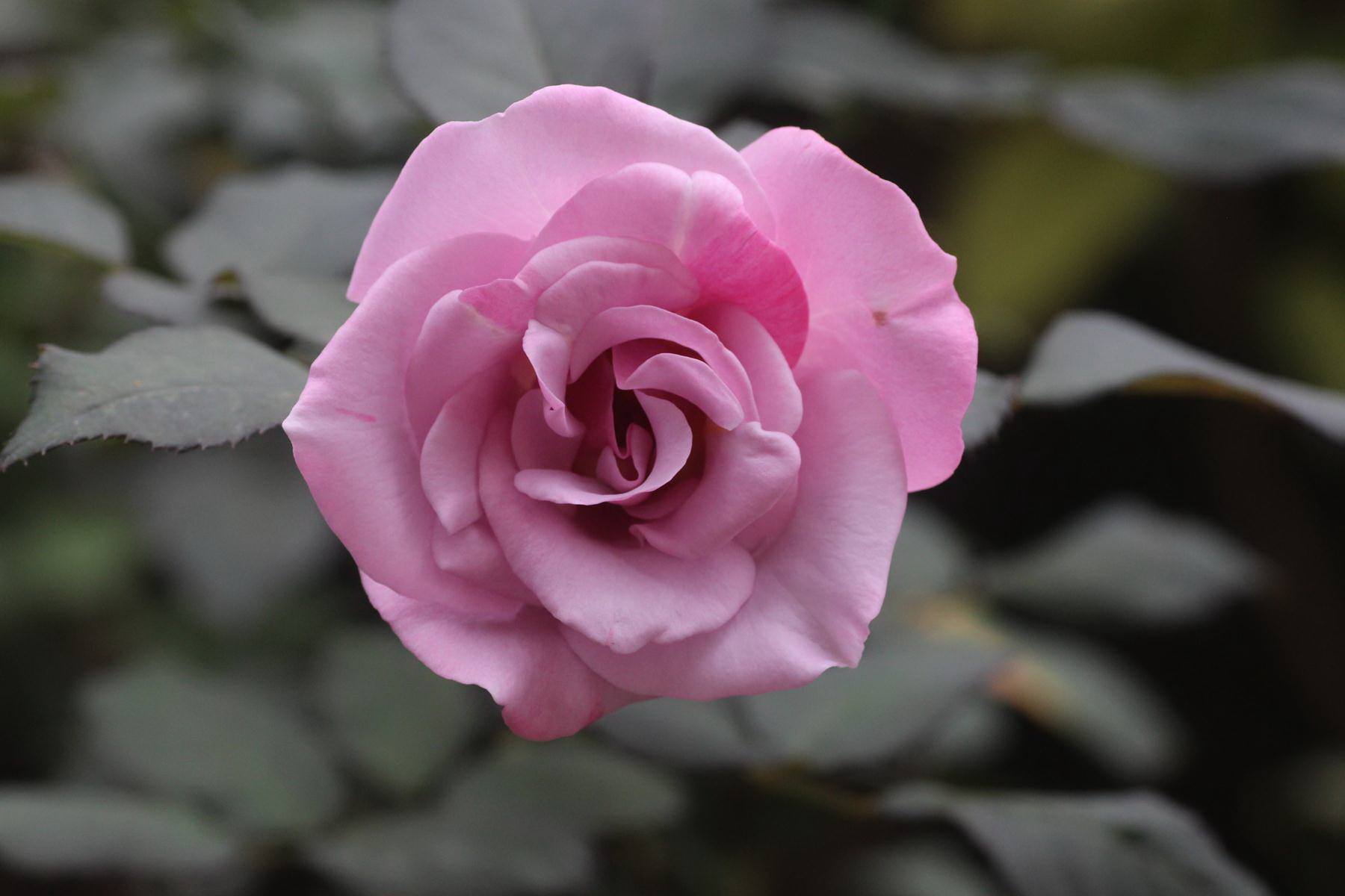 HN: Vườn trên mái ngập tràn cây hoa đẹp - độc - lạ - 9