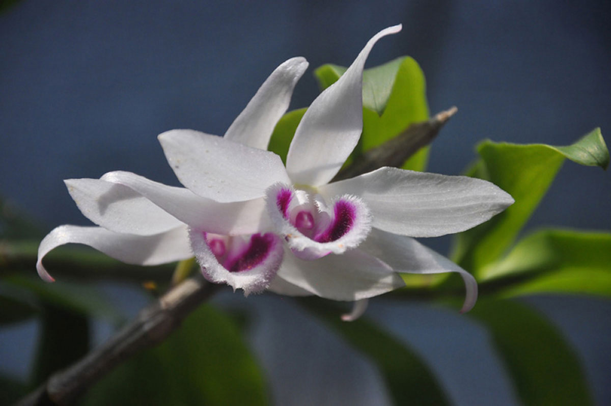 Chiêm ngưỡng vườn lan rừng tiền tỷ giữa Thủ đô - 10