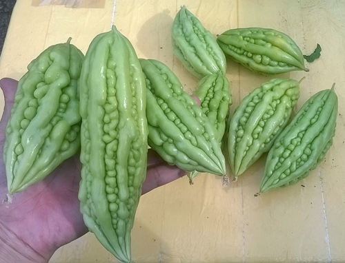 TP.HCM: Cô giáo mầm non hăng hái làm nông dân tại nhà - 6