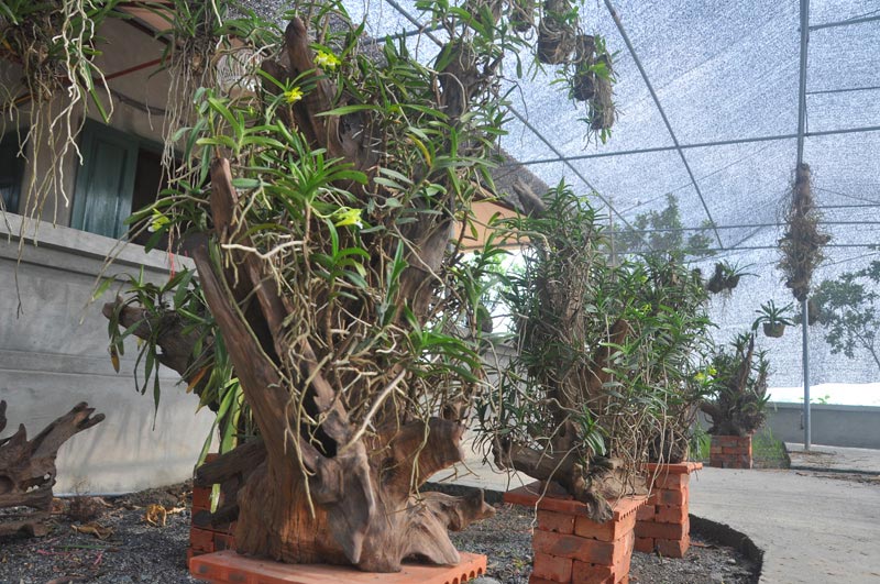 Chiêm ngưỡng vườn lan rừng tiền tỷ giữa Thủ đô - 4