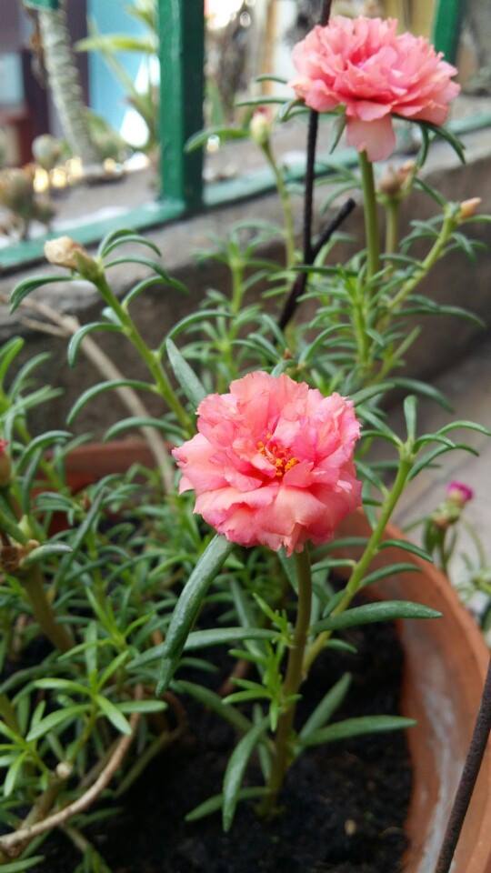 TP.HCM: Cô giáo mầm non hăng hái làm nông dân tại nhà - 11