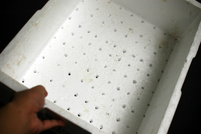 Trồng rau muống từ hạt lên mơn mởn trong thùng xốp - 3