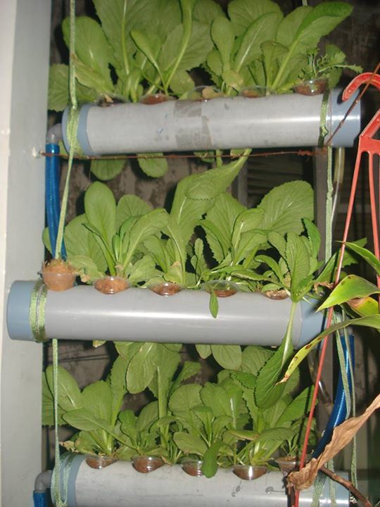 Vườn ban công 1.5m2 cho rau mơn mởn, dưa chuột 0.7 kg - 6