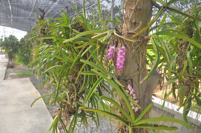 Chiêm ngưỡng vườn lan rừng tiền tỷ giữa Thủ đô - 12