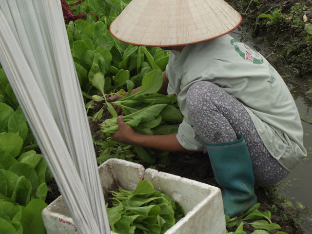 Cận cảnh rau sạch “tắm” những loại thuốc cực độc - 3