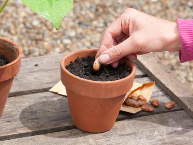 “Thiên biến vạn hóa” đồ vật quanh nhà để... gieo hạt, trồng cây - 9