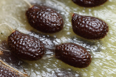 Trồng kiwi trong chậu: mát nhà mà sướng miệng - 2