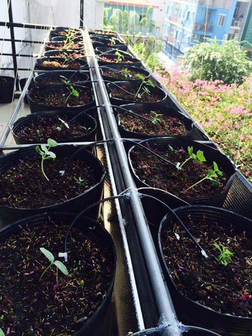 TP.HCM: Văn phòng cho nhân viên thỏa thuê trồng rau sạch - 4