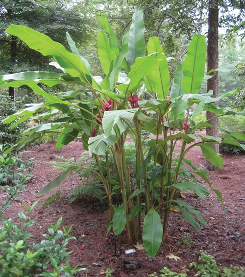 Chuối tím hồng độc lạ "sốt xình xịch" thị trường Việt - 8