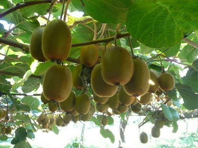 Trồng kiwi trong chậu: mát nhà mà sướng miệng - 13
