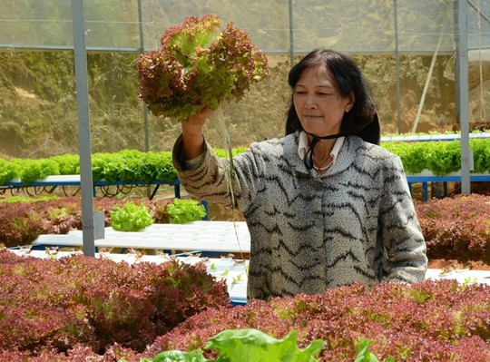 Cận cảnh vườn rau thủy canh bạc tỉ ở Đà Lạt - 9