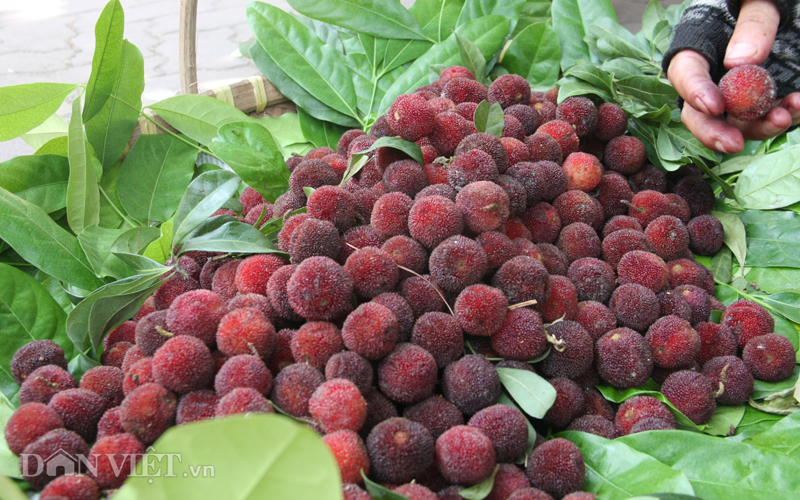 Quả lạ núi rừng tràn xuống phố "lấy lòng" chị em - 3