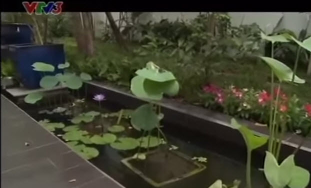 Vườn của mẹ trồng sen và súng giữa lòng TP.HCM - 2