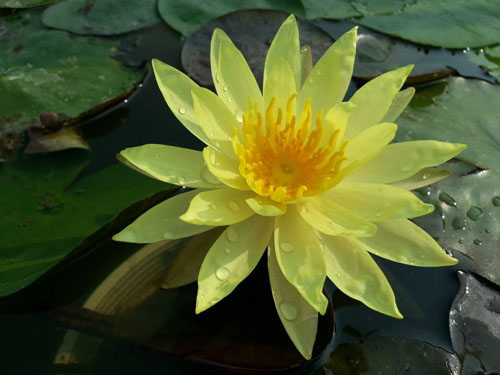 Hoa súng Thái nhiều màu lên ngôi mùa hè này - 5