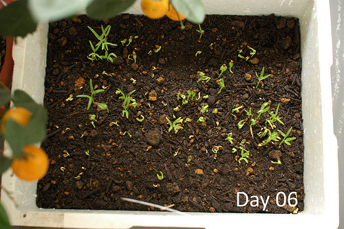 Trồng rau muống từ hạt lên mơn mởn trong thùng xốp - 9