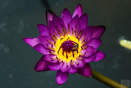 Hoa súng Thái nhiều màu lên ngôi mùa hè này - 6